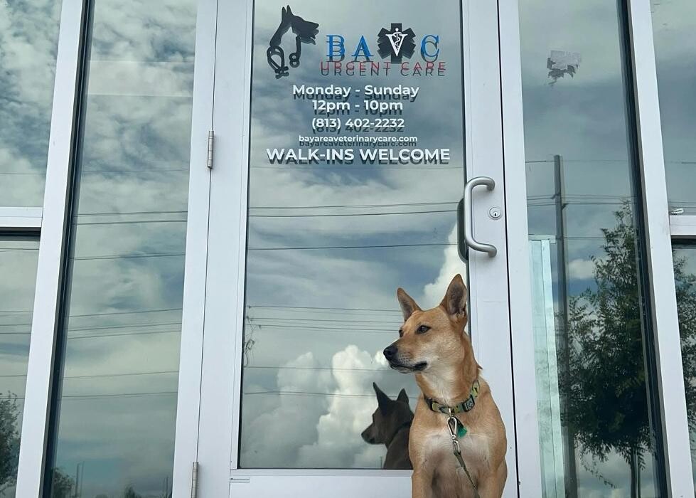 Images Bay Area Veterinary Care