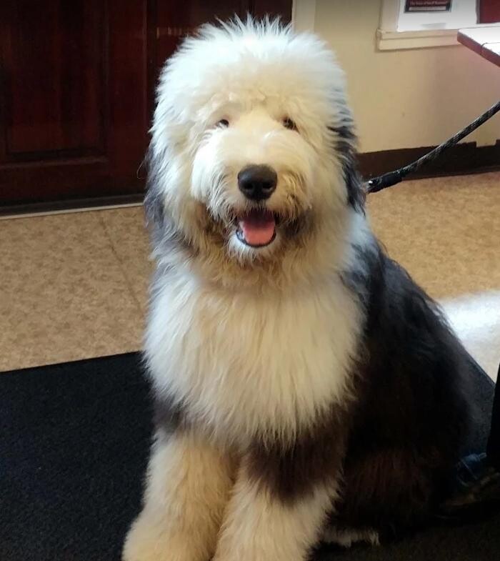 Images Ocean Veterinary Hospital