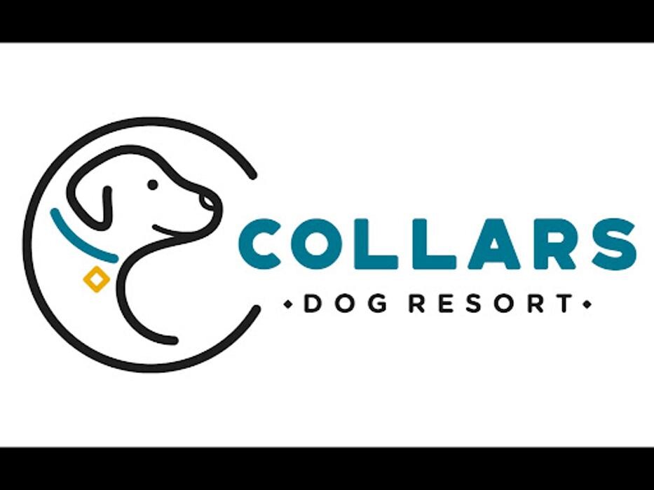 Images Collars Dog Resort