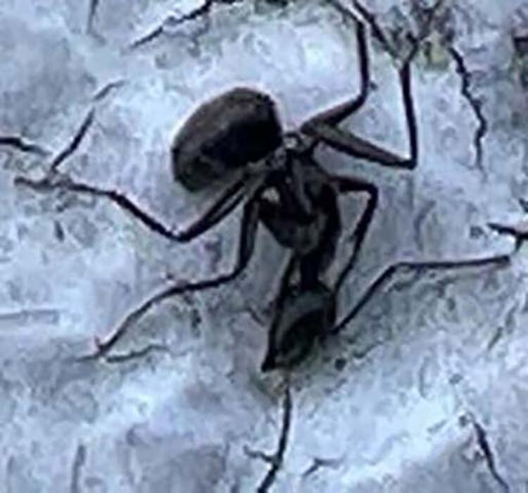 Images United Pest Exterminator
