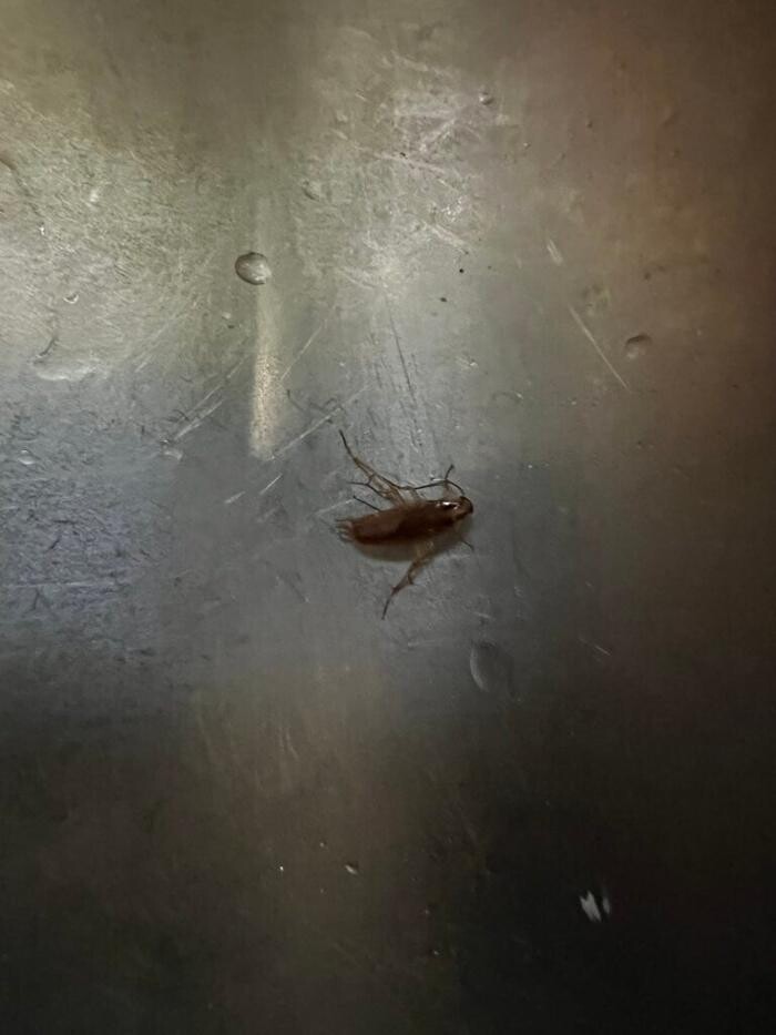 Images United Pest Exterminator