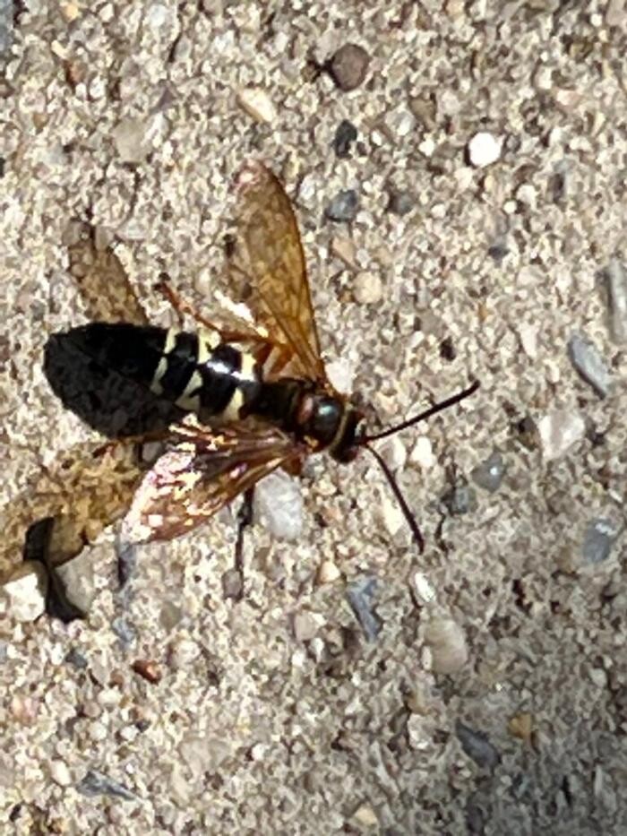 Images United Pest Exterminator