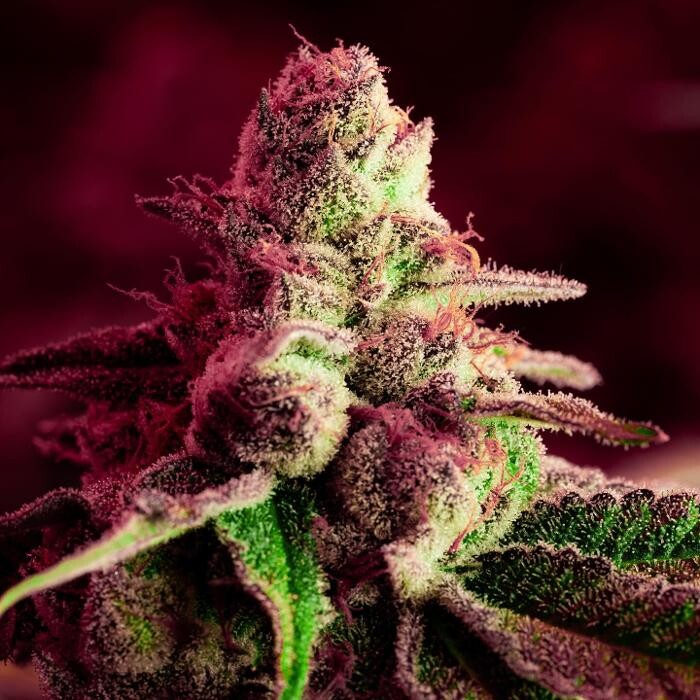 Images Deeply Rooted Boutique Cannabis Company