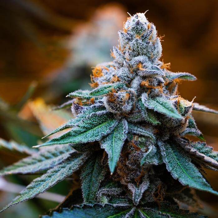 Images Deeply Rooted Boutique Cannabis Company