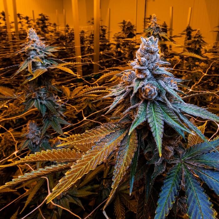 Images Deeply Rooted Boutique Cannabis Company