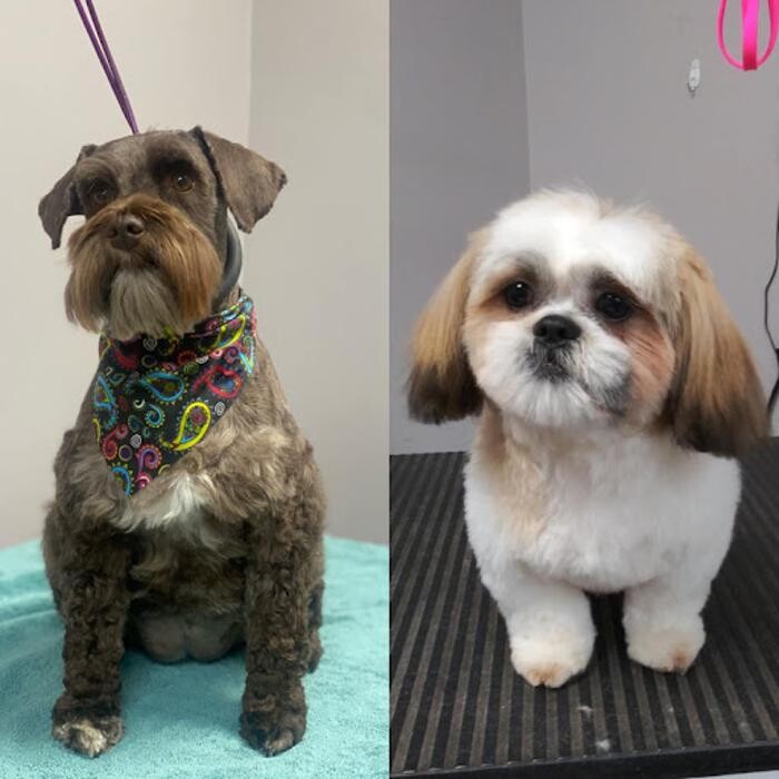 Images Lexington Veterinary Associates