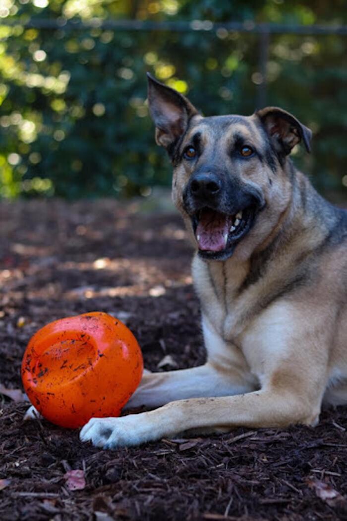 Images Lexington Veterinary Associates