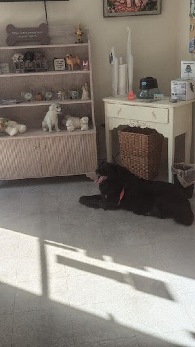 Images Lil' Piddlers Pet Grooming