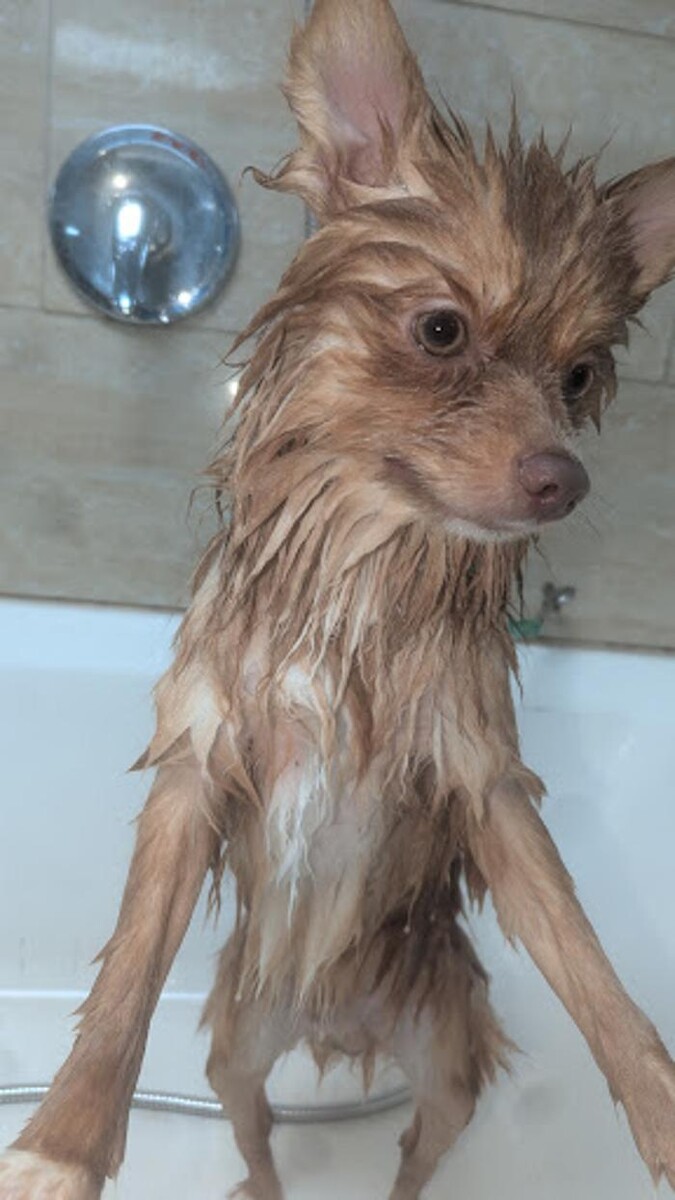 Images Lil' Piddlers Pet Grooming