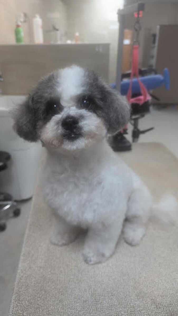 Images Lil' Piddlers Pet Grooming