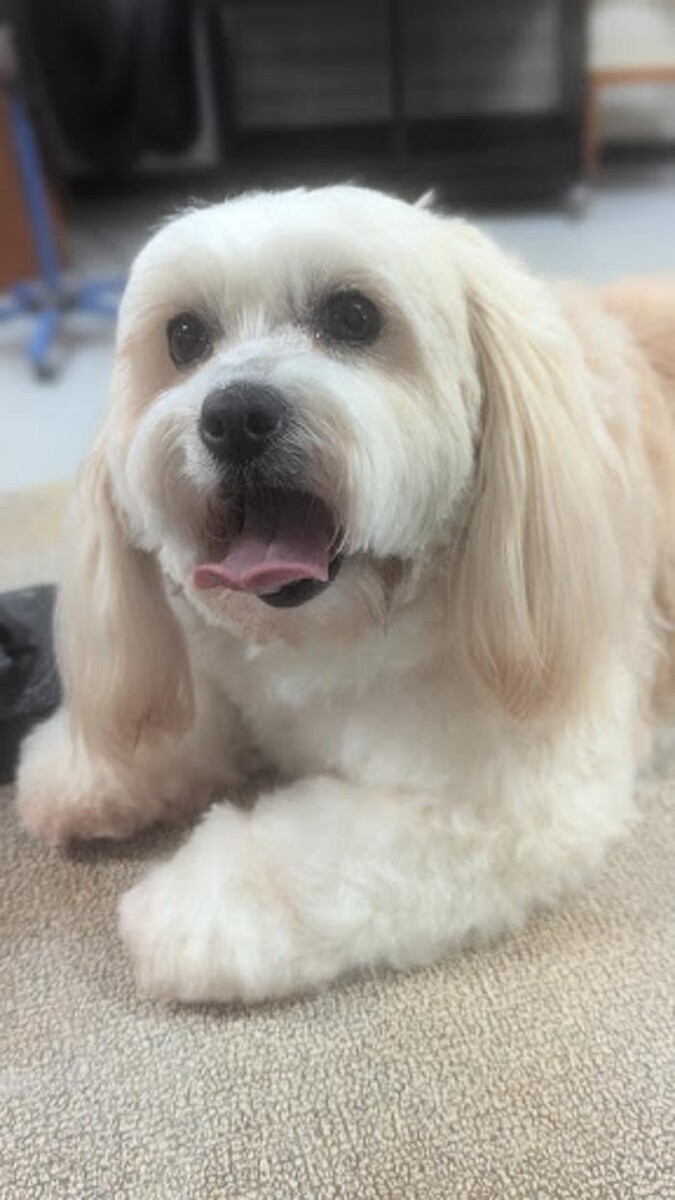 Images Lil' Piddlers Pet Grooming
