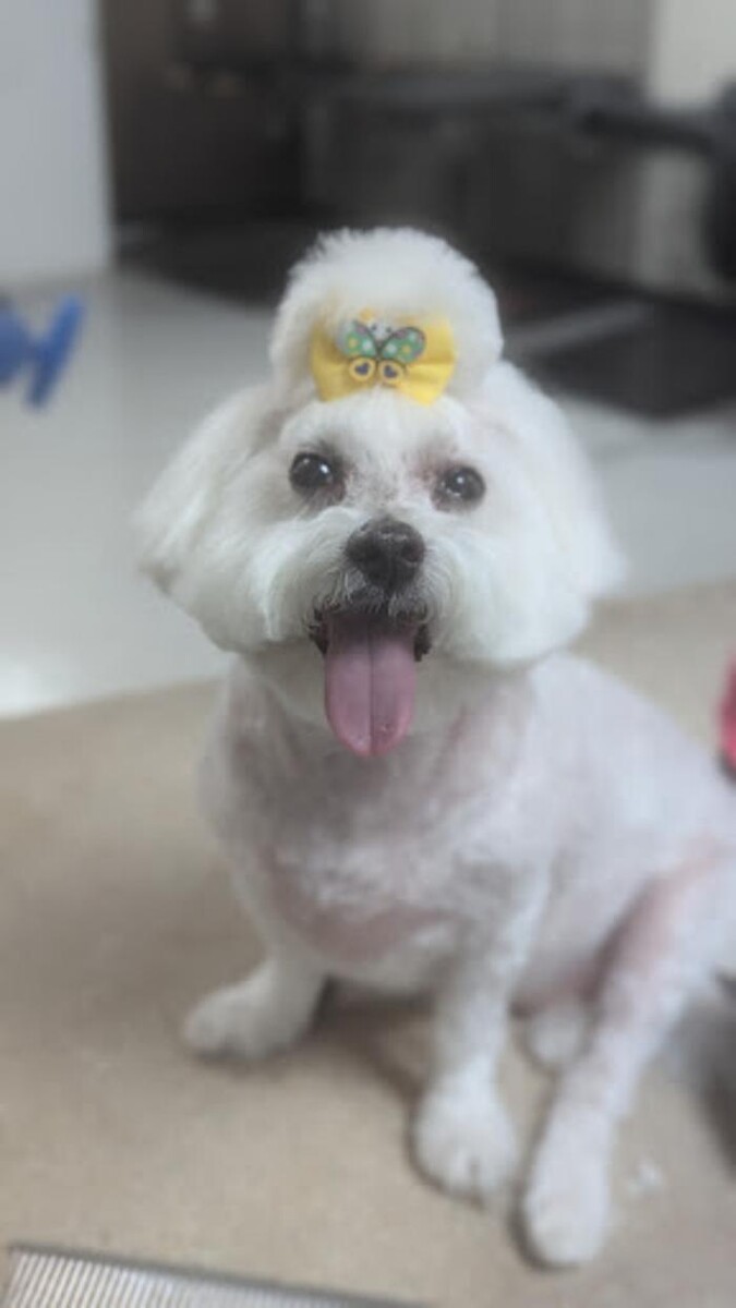 Images Lil' Piddlers Pet Grooming