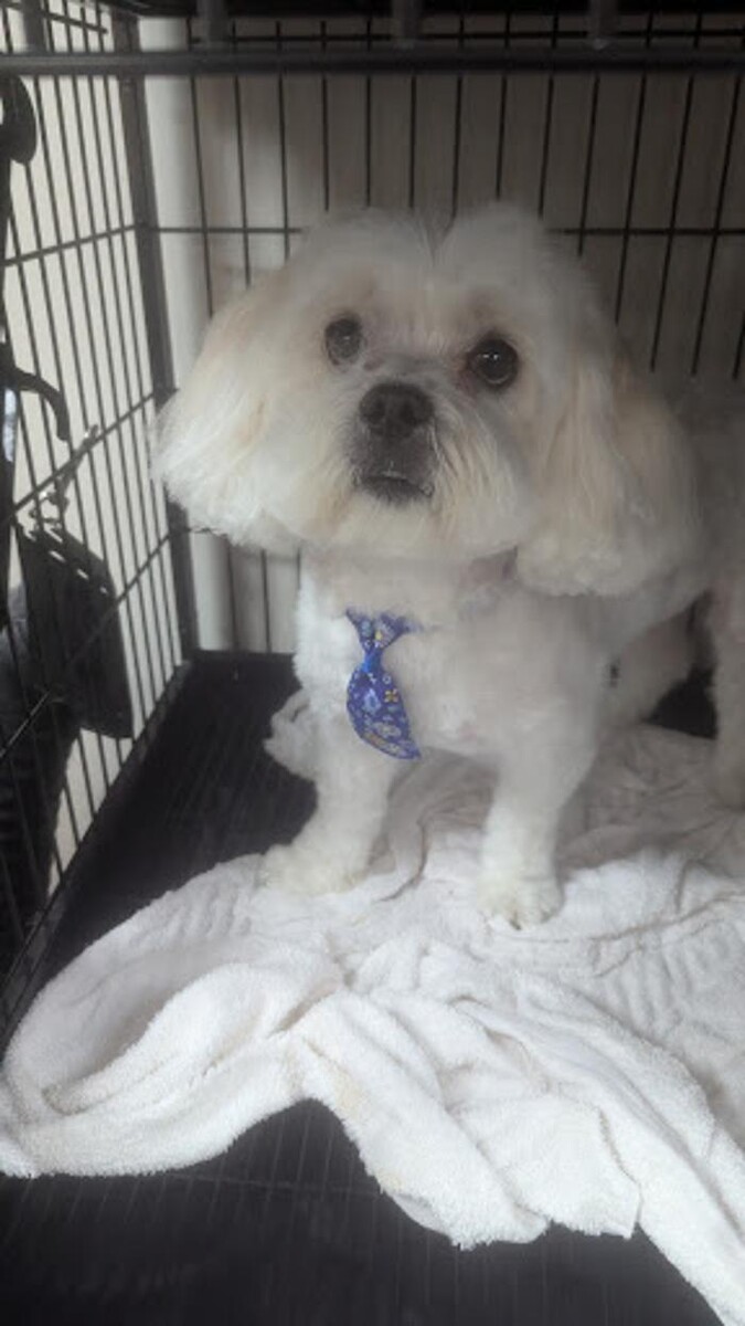 Images Lil' Piddlers Pet Grooming