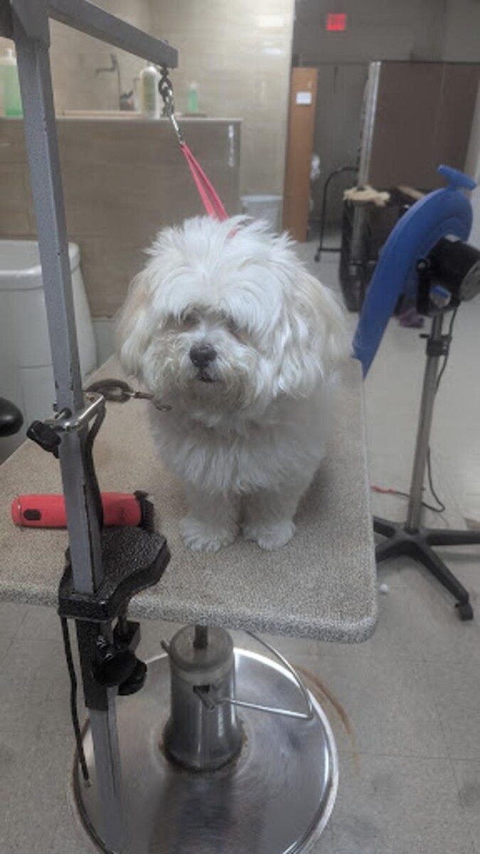 Images Lil' Piddlers Pet Grooming