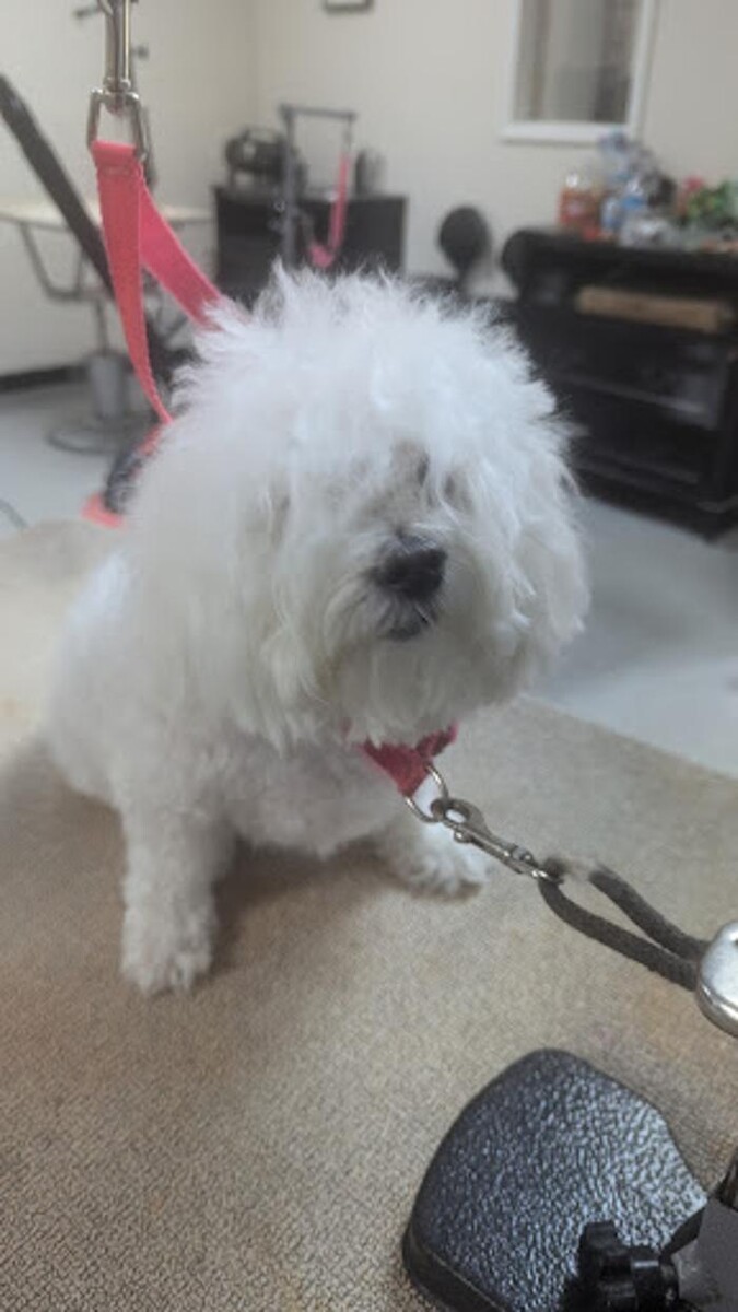Images Lil' Piddlers Pet Grooming
