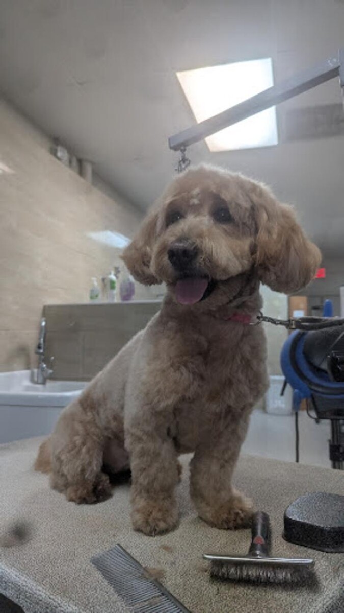 Images Lil' Piddlers Pet Grooming