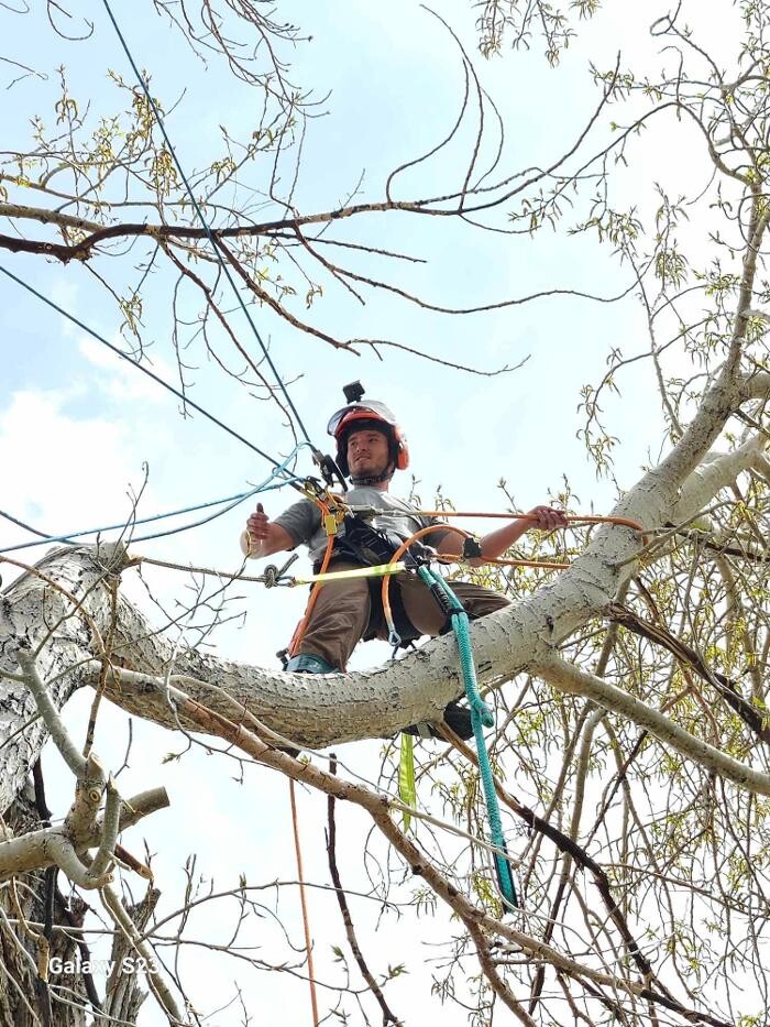 Images Garrett's Tree Service