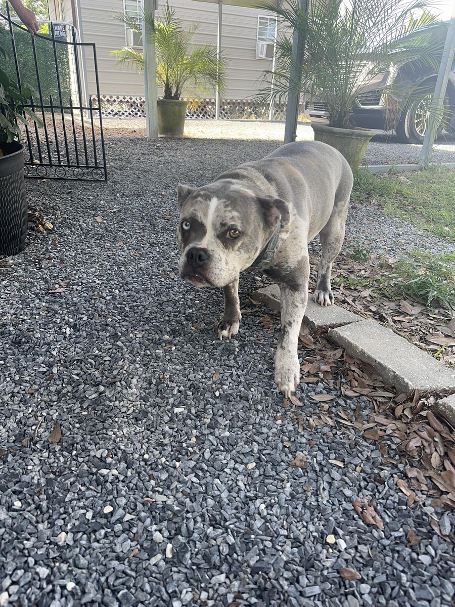 Images Alpha Dog Boarding and Doggie Day Care