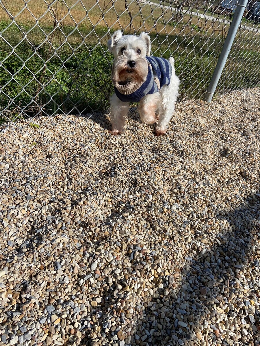 Images Alpha Dog Boarding and Doggie Day Care