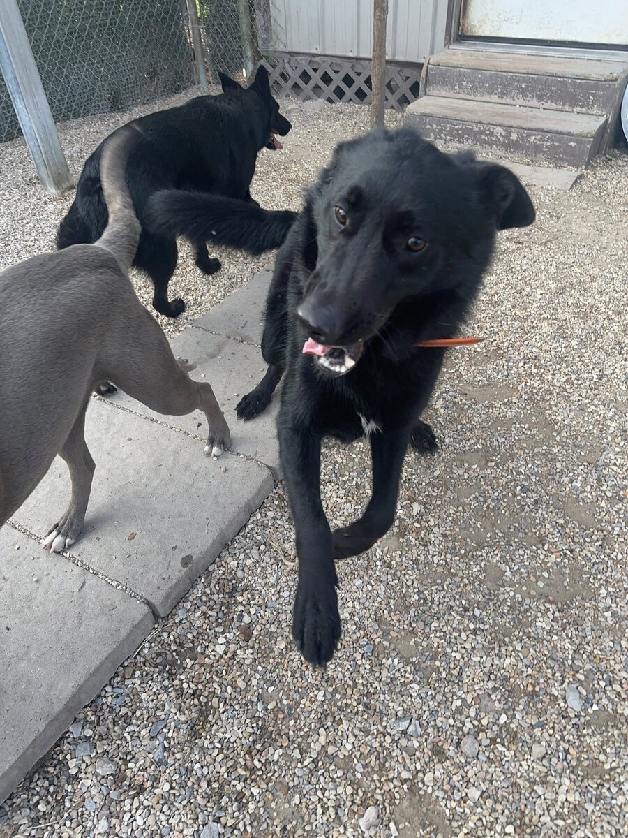 Images Alpha Dog Boarding and Doggie Day Care