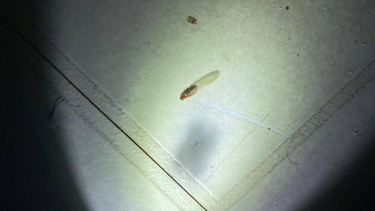 Images Northwest Exterminating - Pompano Beach
