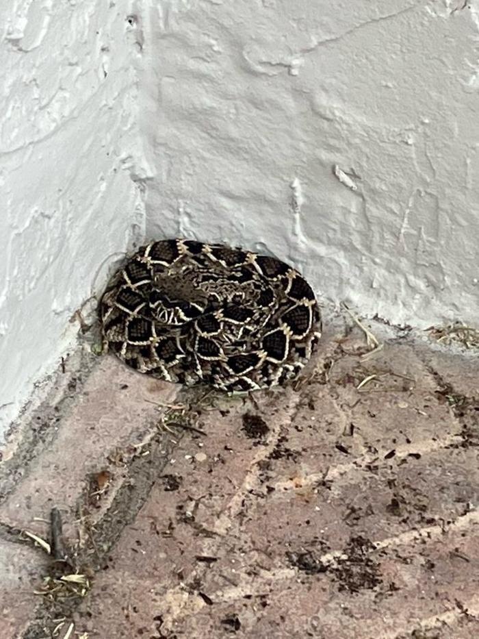 Images Critter Control