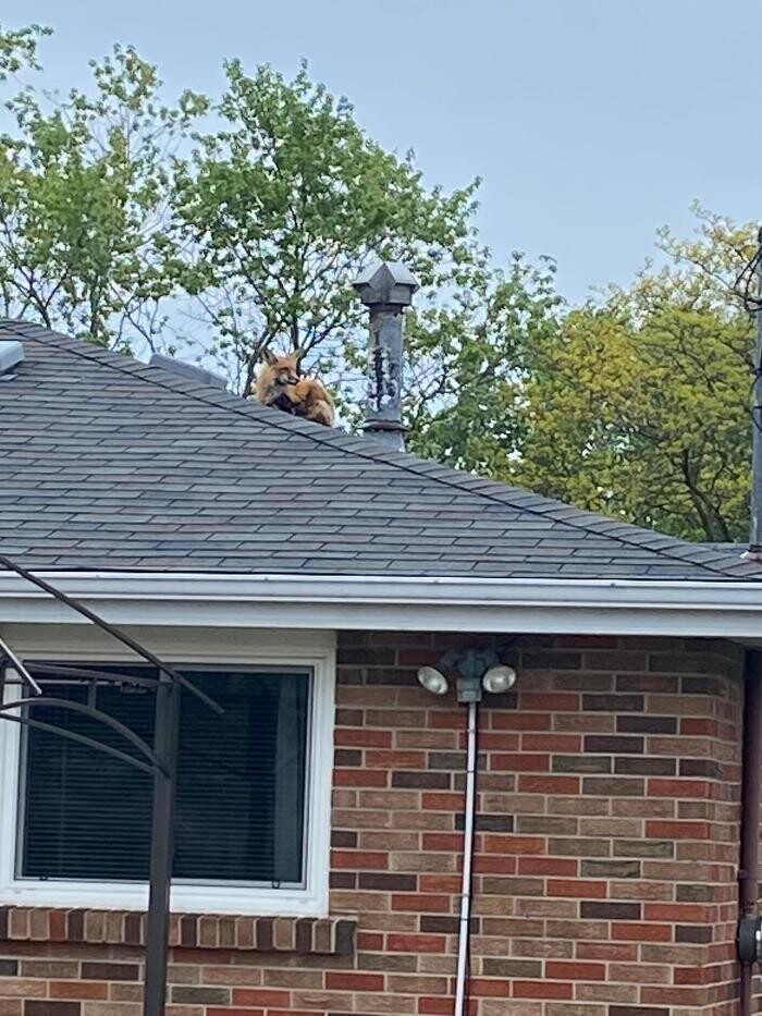 Images Critter Control