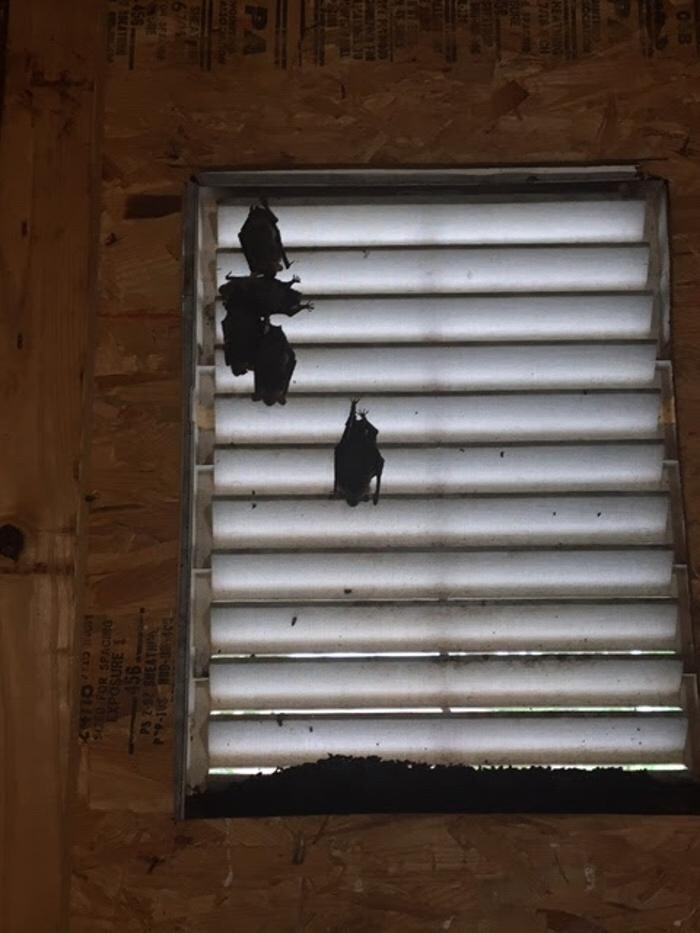 Images Critter Control