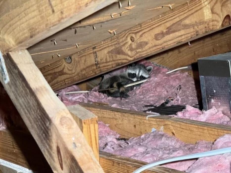 Images Critter Control