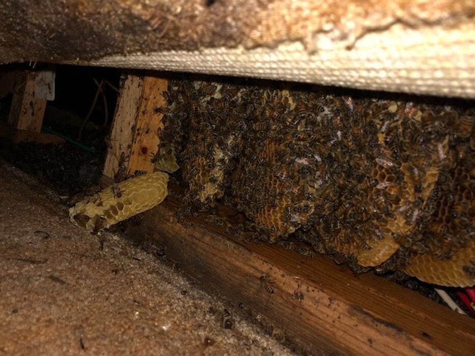 Images Critter Control