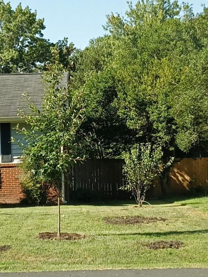 Images Eastern Tree Arboricultural Consulting, LLC