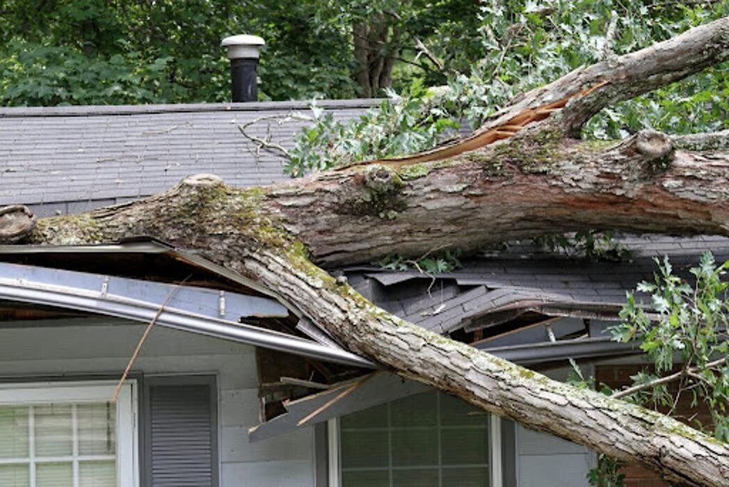 Images Affordable Tree Service and Landscape Company
