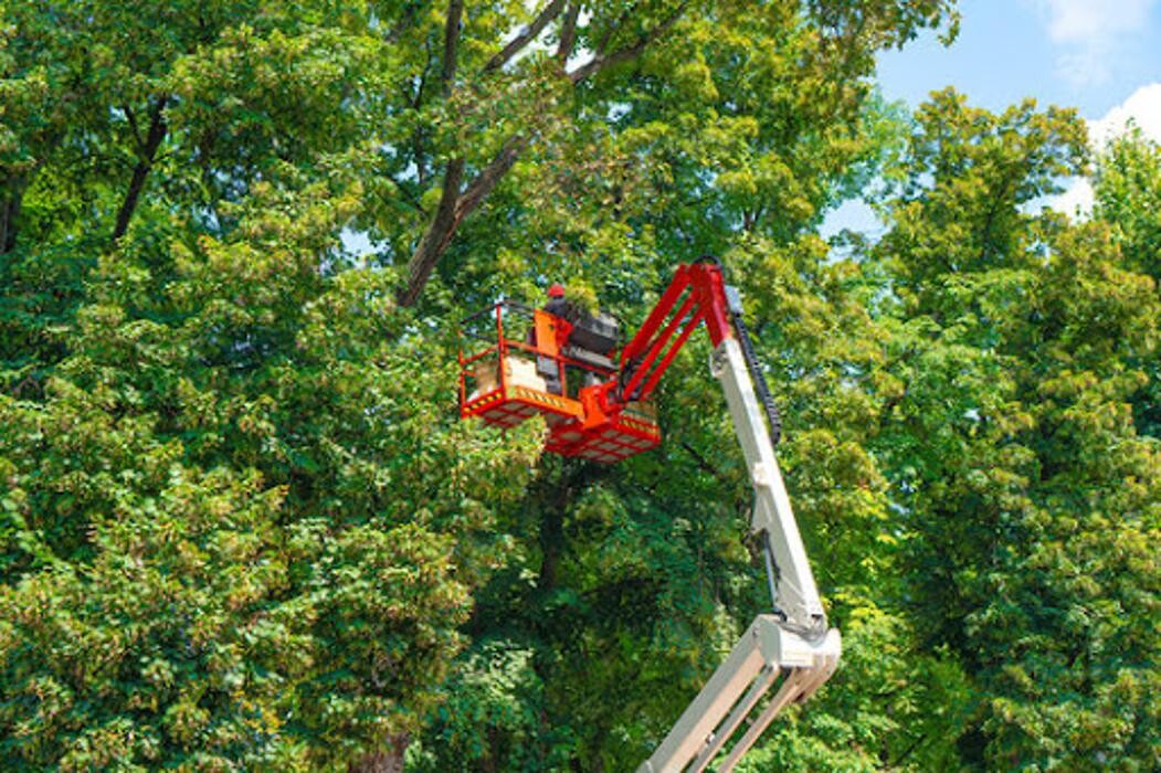 Images Affordable Tree Service and Landscape Company