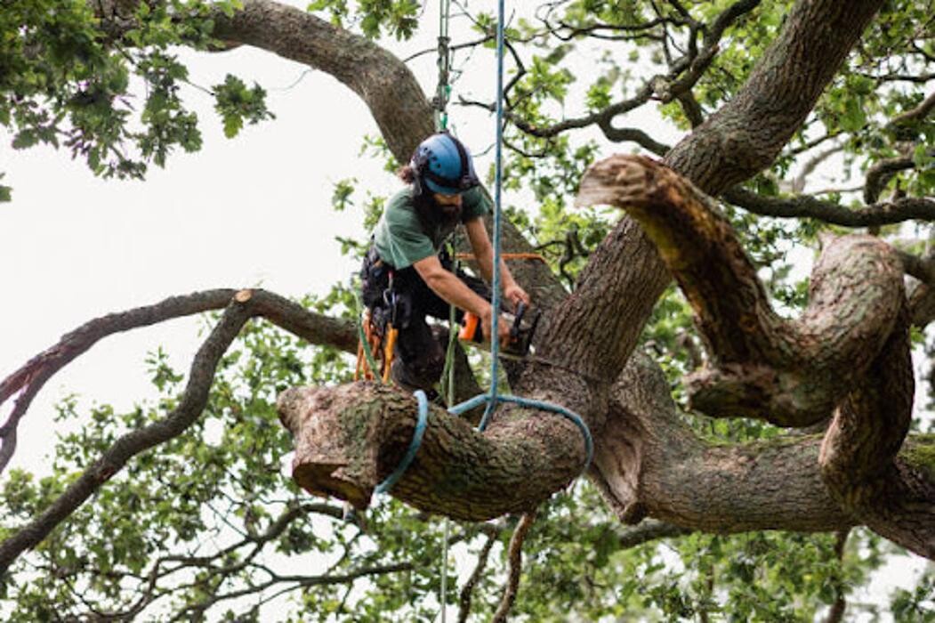 Images Affordable Tree Service and Landscape Company