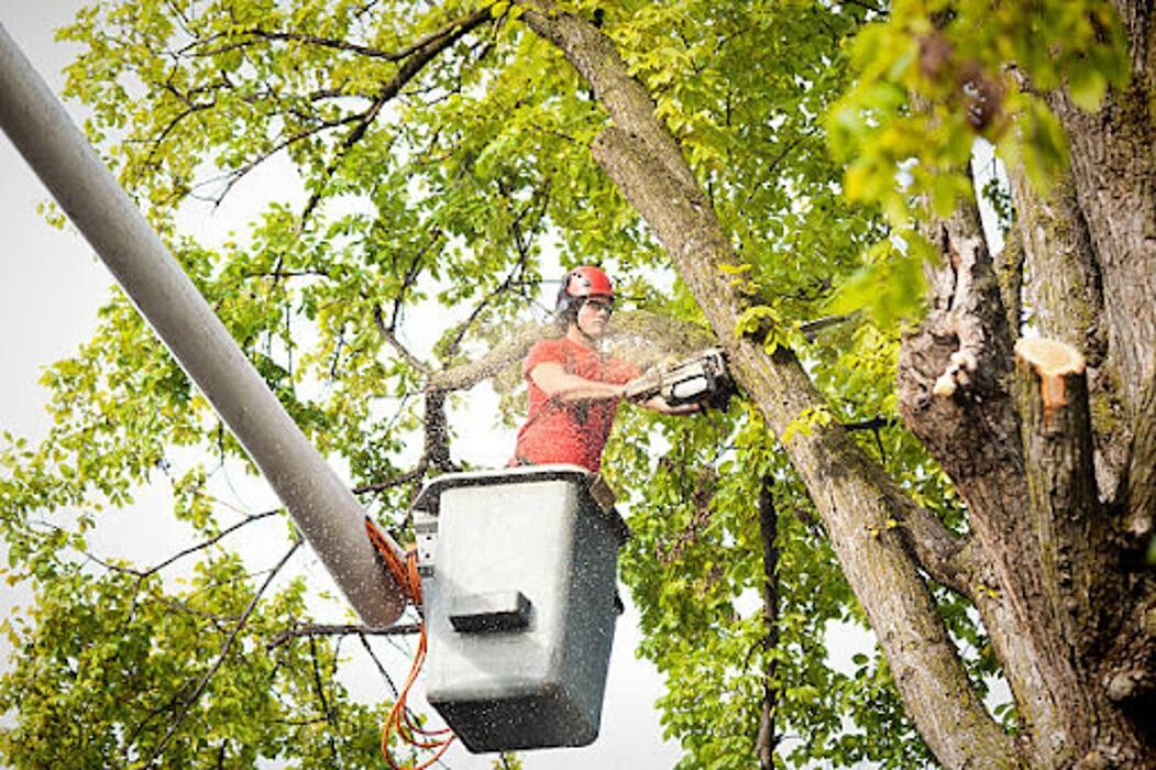 Images Affordable Tree Service and Landscape Company