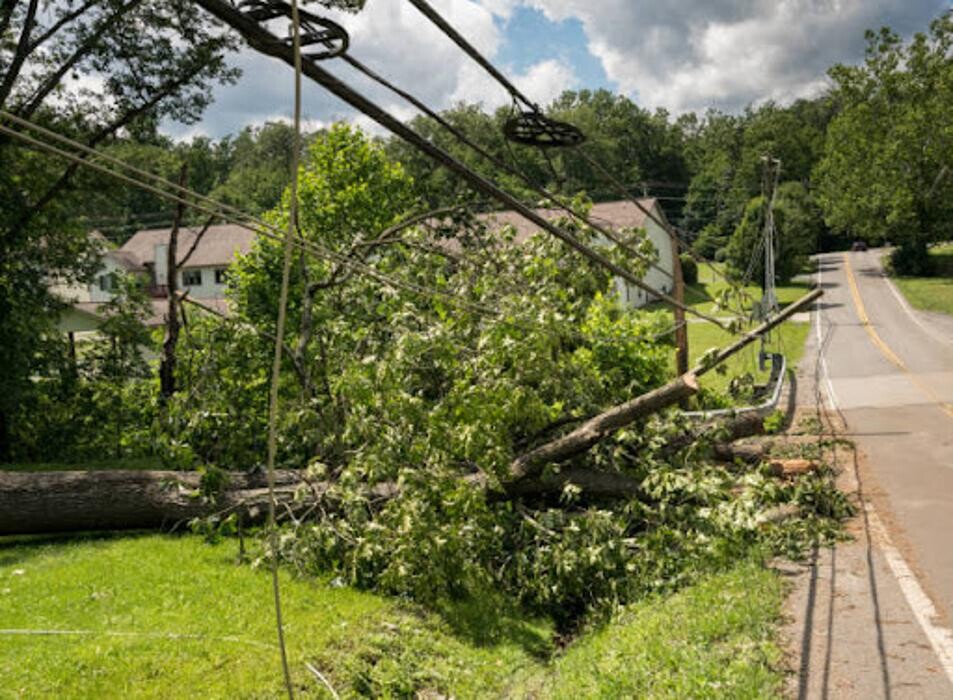 Images Affordable Tree Service and Landscape Company