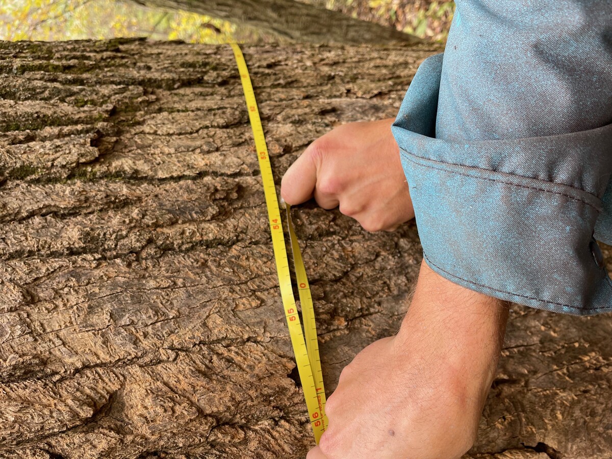 Images Clum-Daisher Forestry Consultants