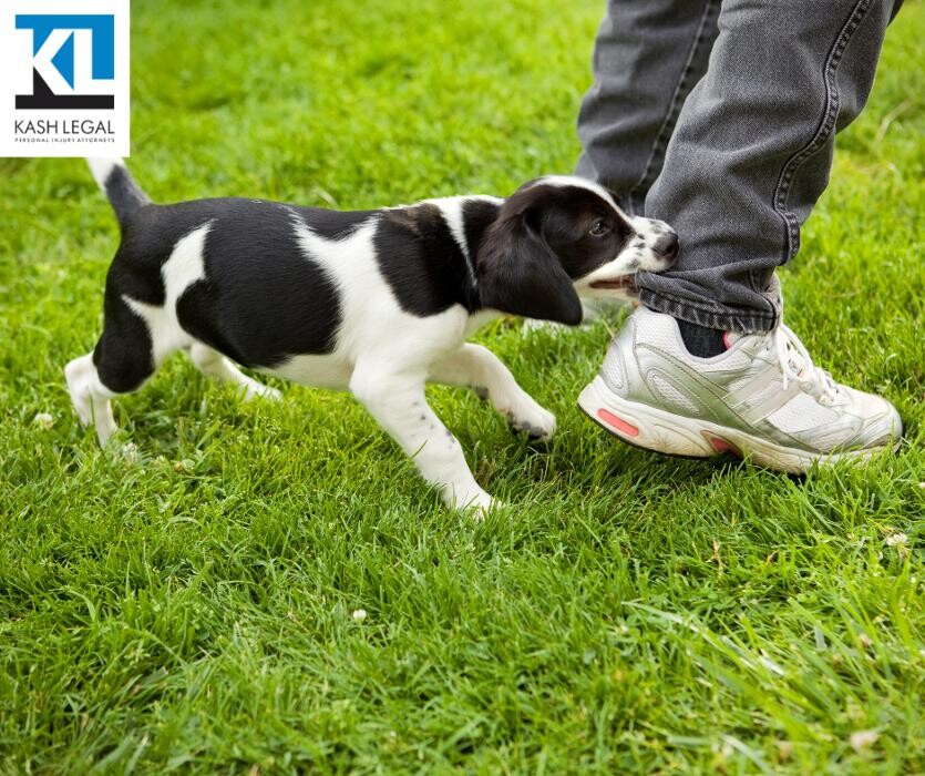 Images Kash Legal Group - San Diego Personal Injury and Accident Lawyers