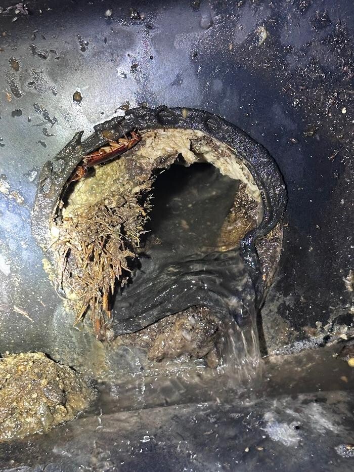 Images Rooter Man Hawaii