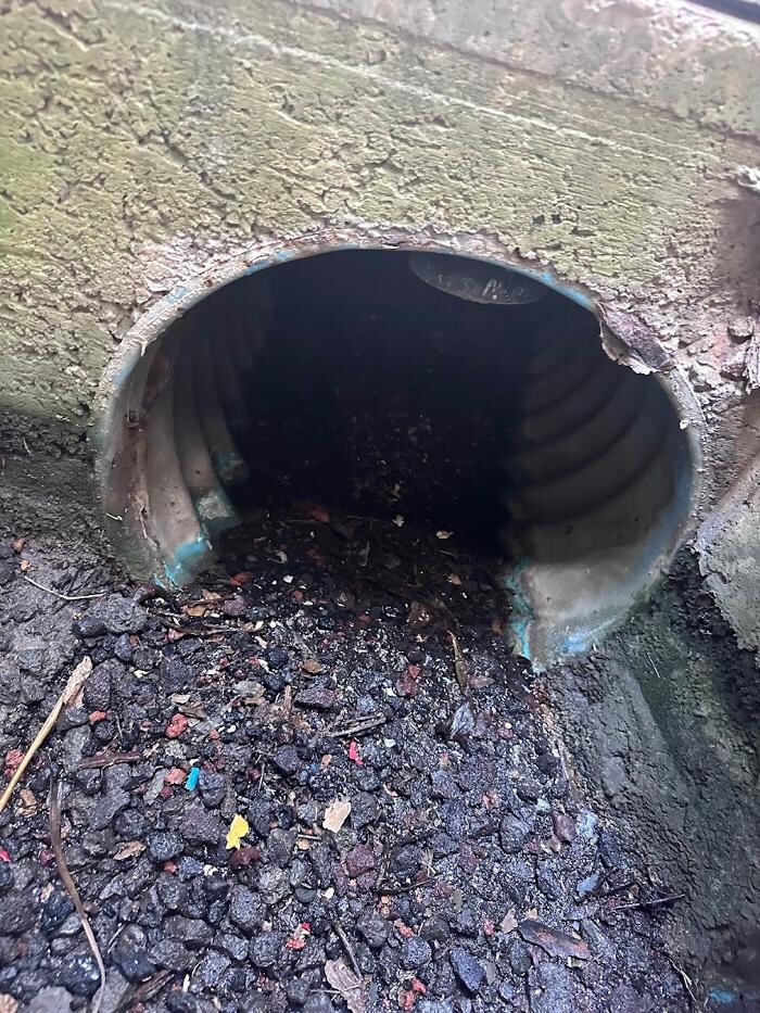 Images Rooter Man Hawaii