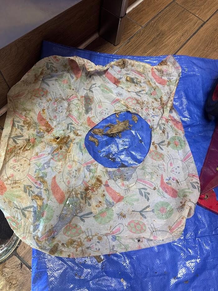 Images Rooter Man Hawaii