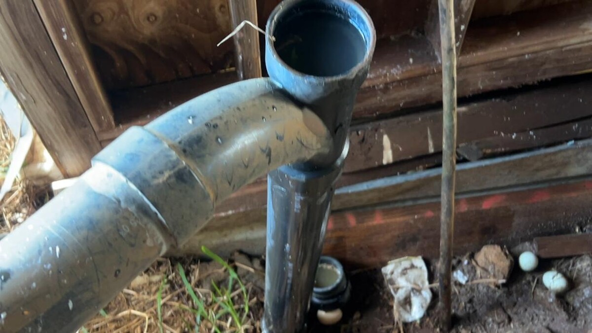 Images Rooter Man Hawaii