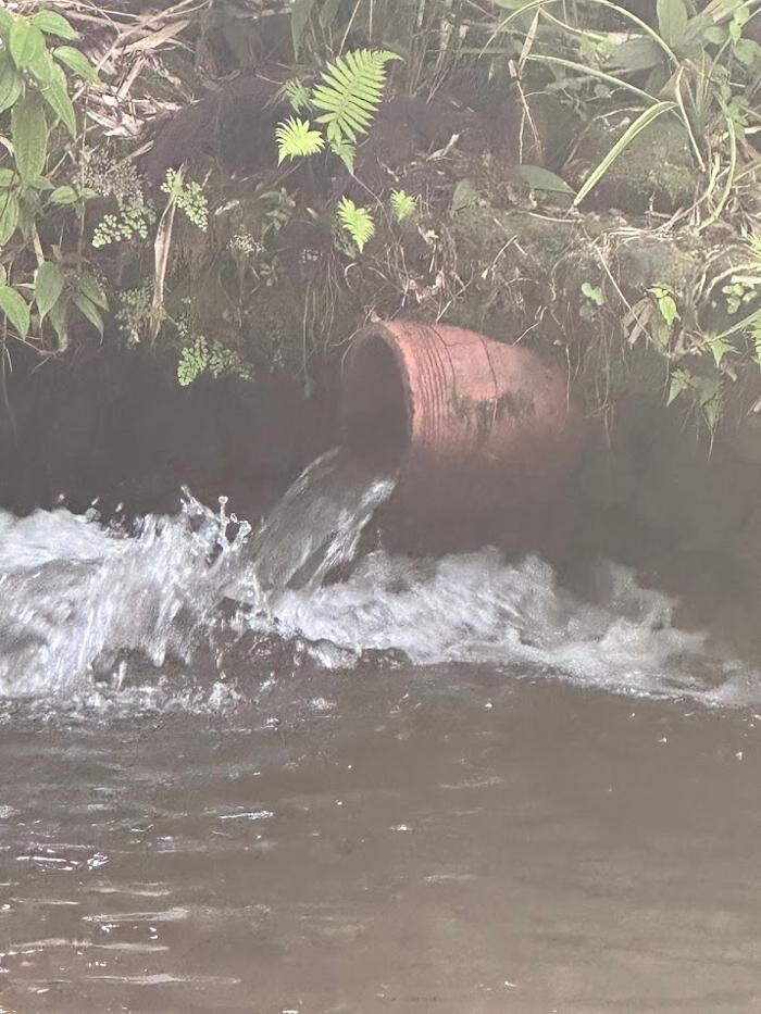 Images Rooter Man Hawaii