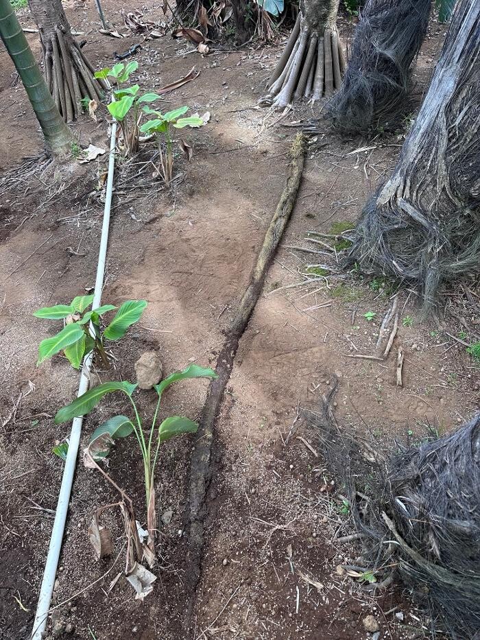 Images Rooter Man Hawaii