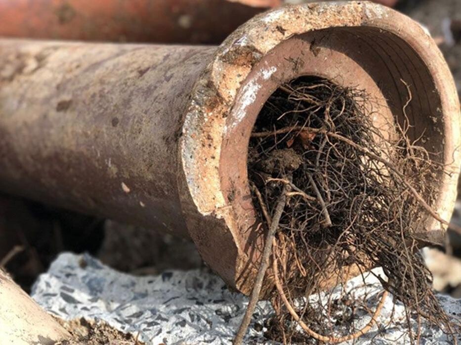 Images Rooter Man Hawaii