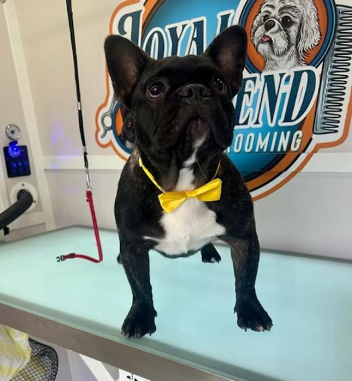 Images Loyal Friend Pet Grooming