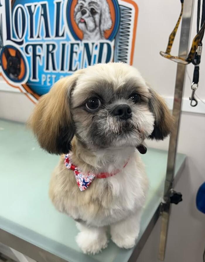 Images Loyal Friend Pet Grooming