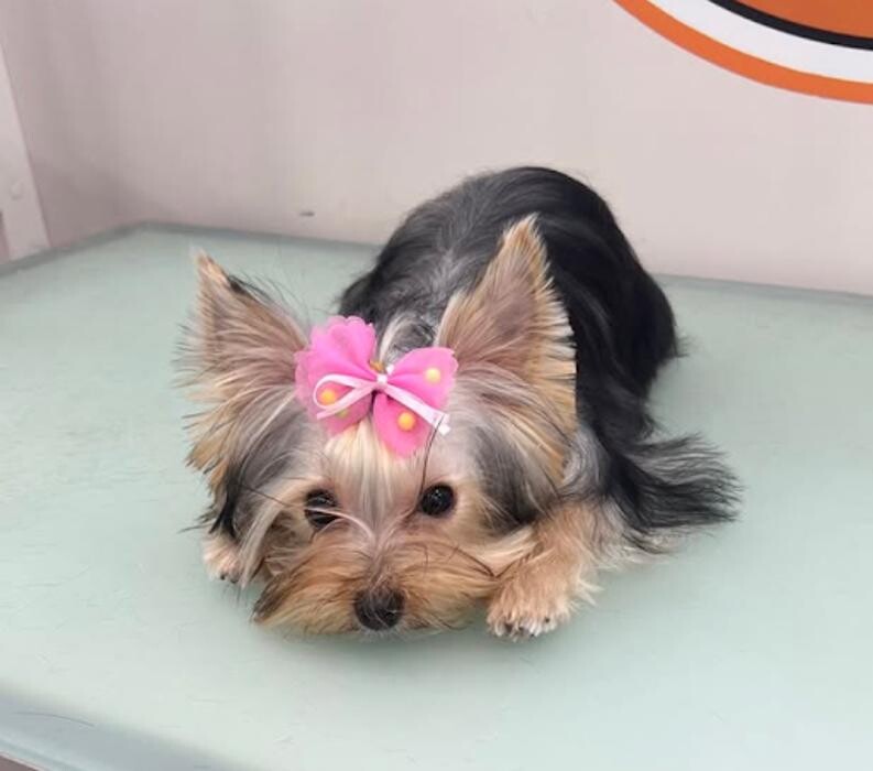 Images Loyal Friend Pet Grooming