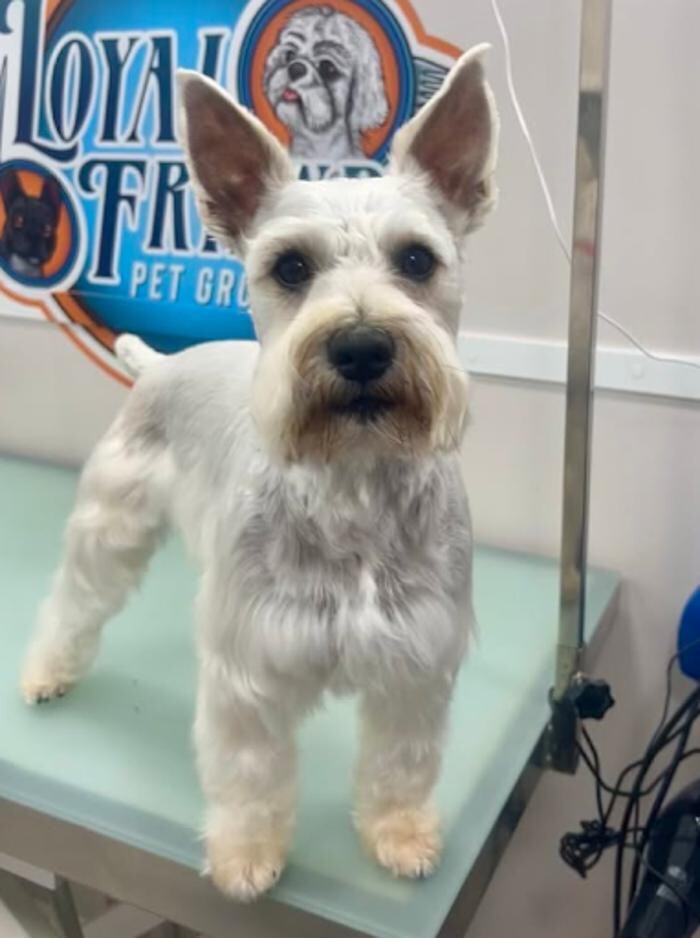 Images Loyal Friend Pet Grooming