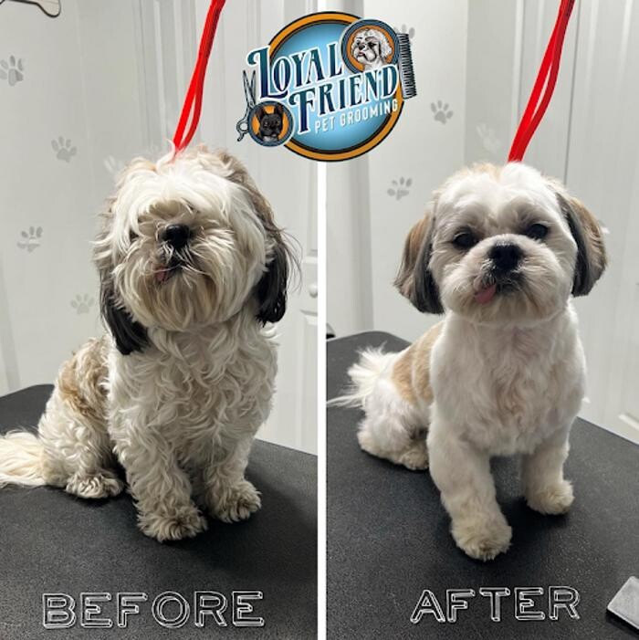 Images Loyal Friend Pet Grooming